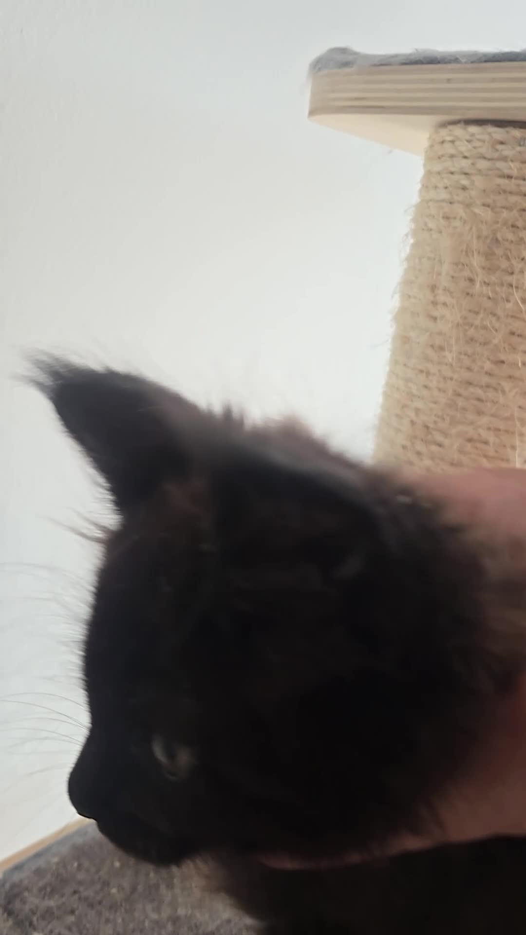Maine Coon gatti in vendita: Maine coon black  maschio xl - Video 3