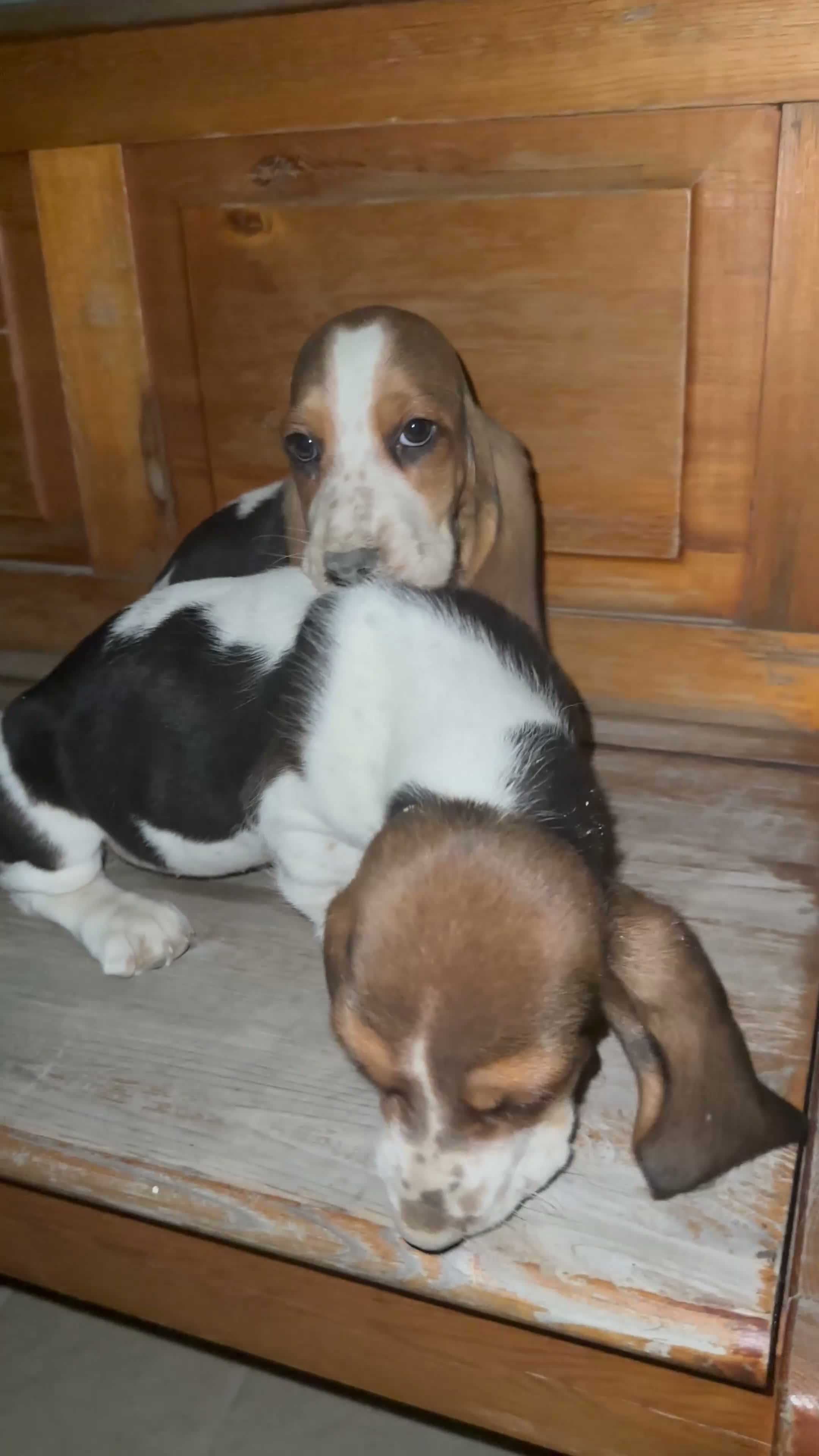 Bassethound cani in vendita: basset hound  a Provincia di Avellino - Video 1