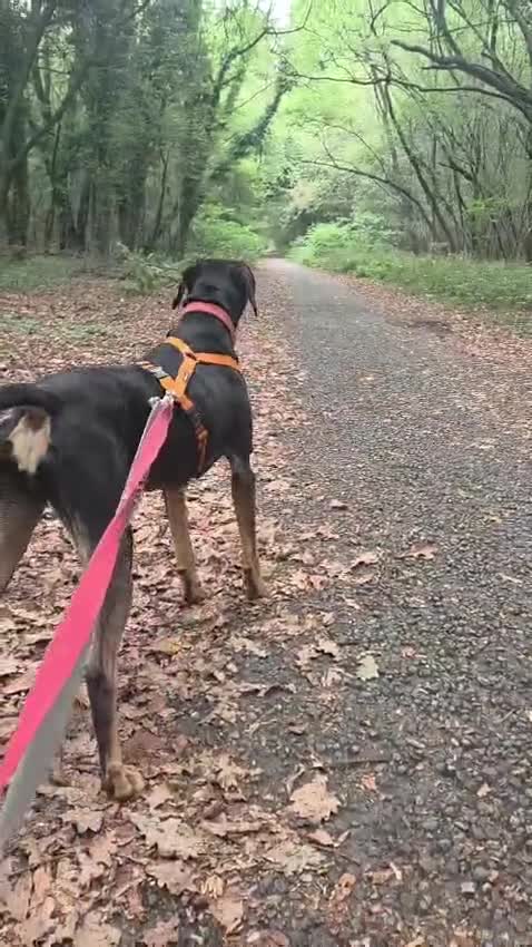 Meticcio cani in regalo: Skylar, una splendida mix segugio - Video 3