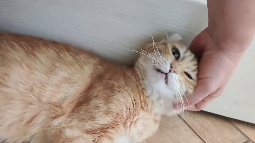 Europeo gatti in regalo: ROSIE CERCA ANCORA CASA - Video 1