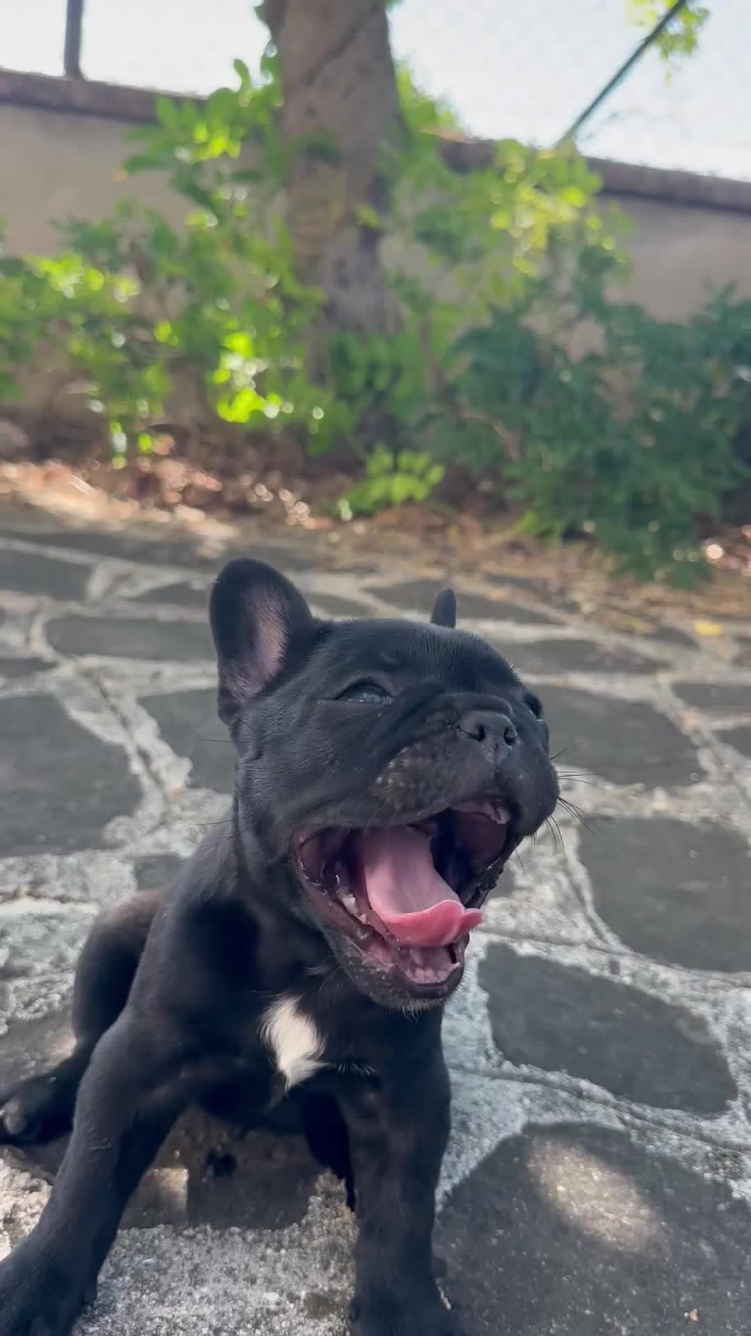 Bulldog Francese cani in vendita: bulldog francese nero tigrato bulldogue cani - Video 1