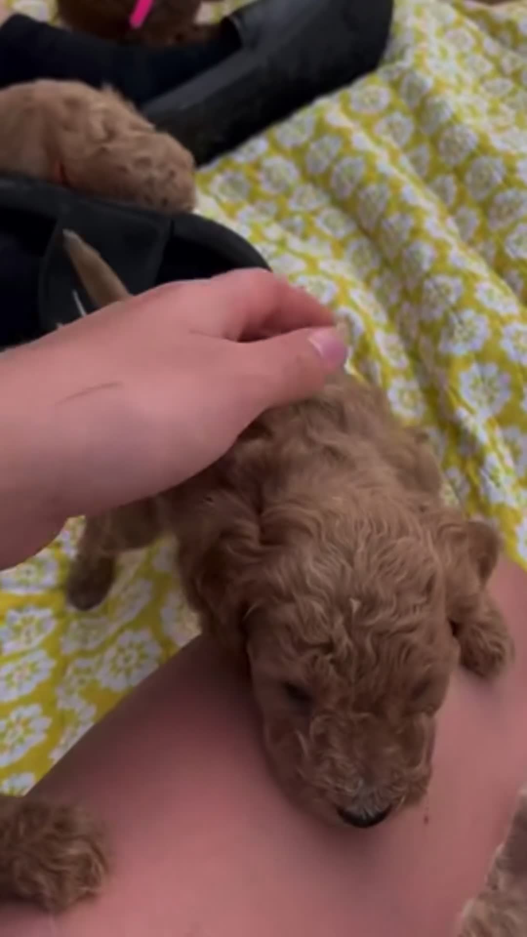 Barboncino Toy cani in vendita: barboncino toy - Video 2