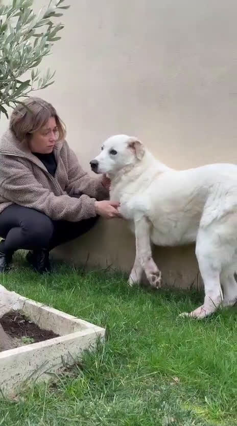 Meticcio cani in regalo: Consuelo: dolce, equilibrata, socievole  a Città Metropolitana di Genova - Video 3