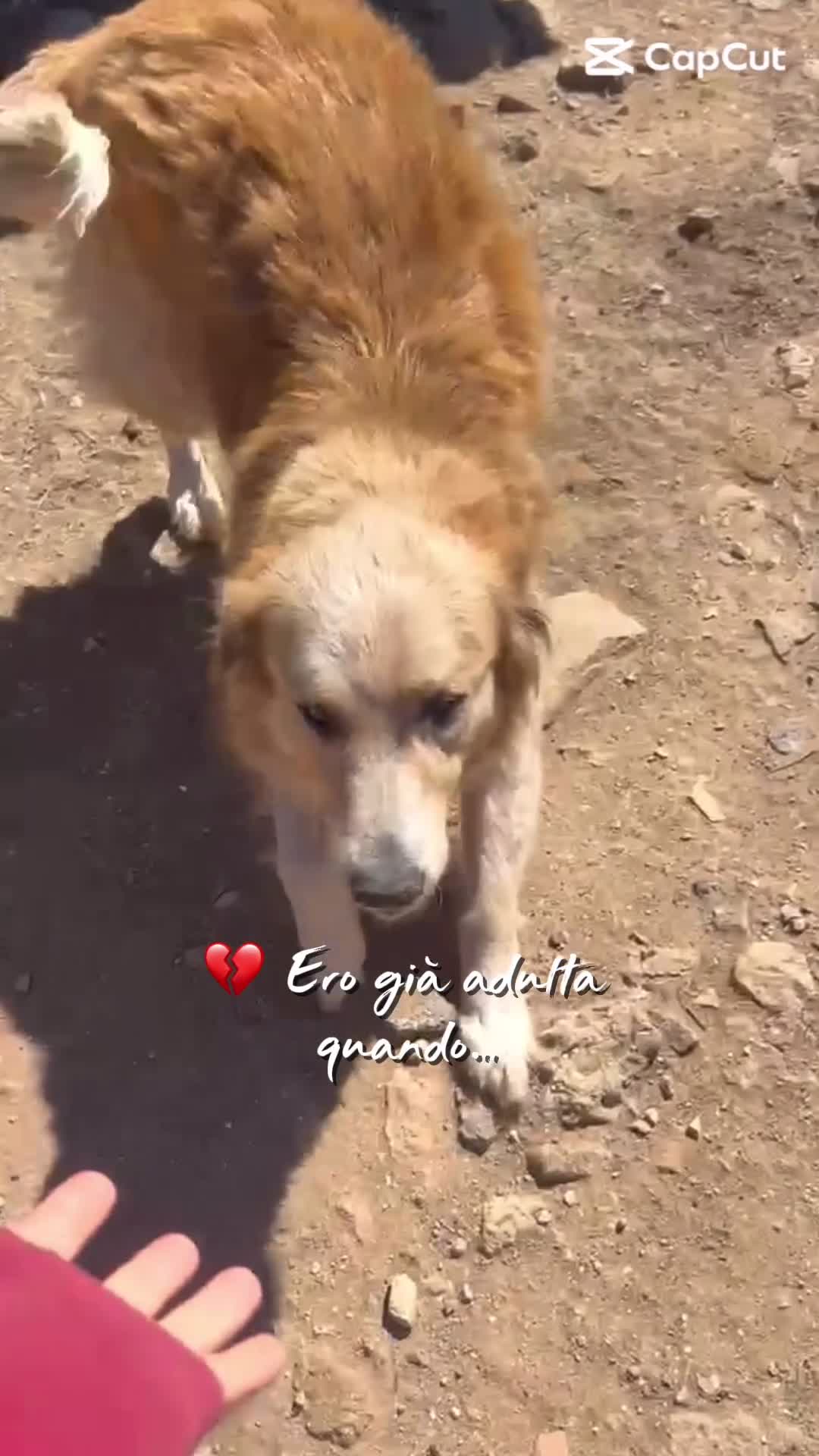 Meticcio cani in regalo: Susy splendida simil Golden cerca casa  - Video 1