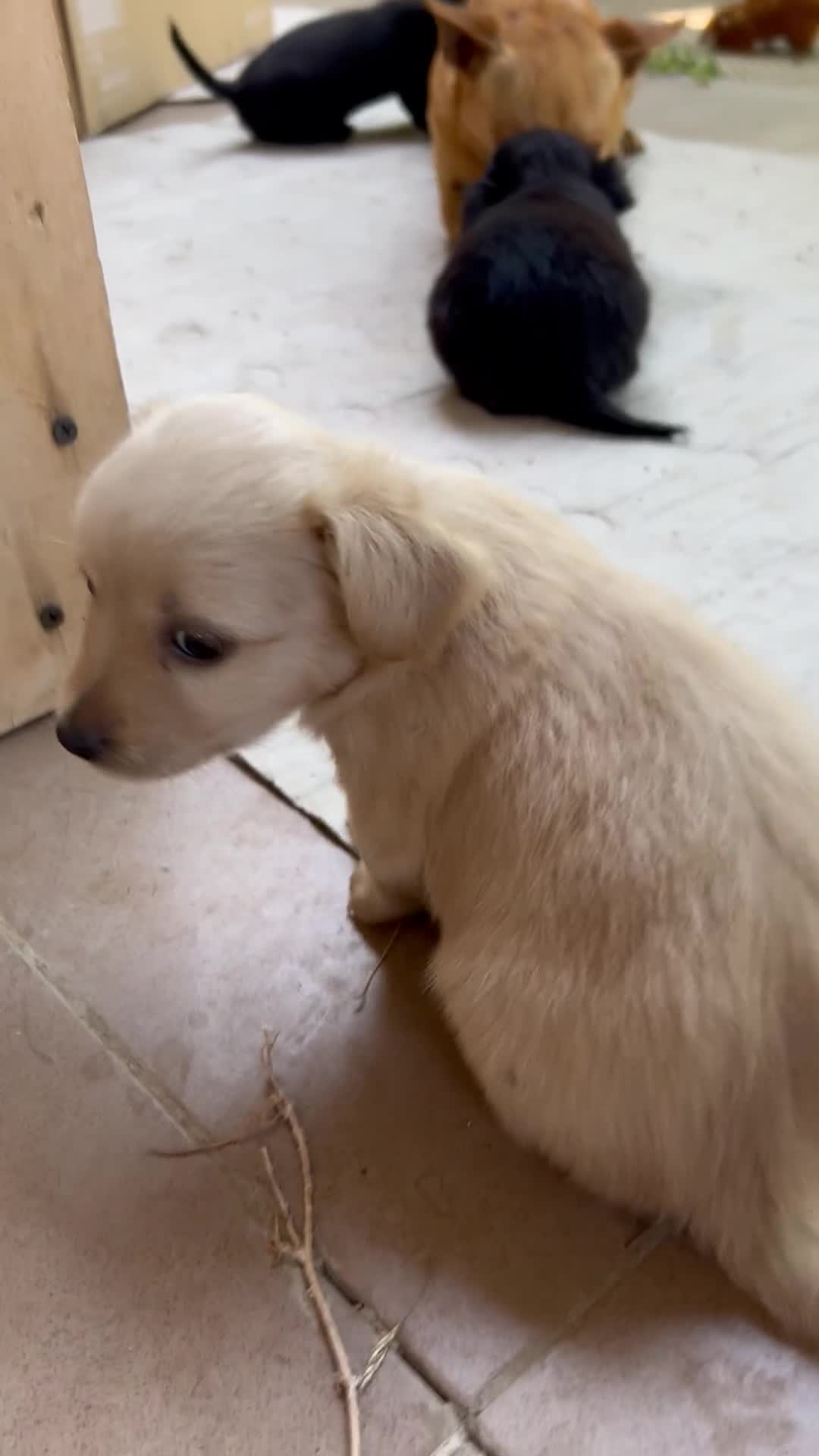 Pinscher Tedesco cani in vendita: Pincher-chihuahua pelo lungo M F a Città metropolitana di Reggio Calabria - Video 2