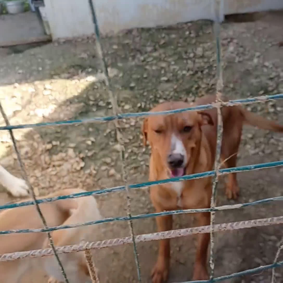 Meticcio cani in regalo: CORFU' : APRITE QUELLA GABBIA a Provincia di Verona - Video 1