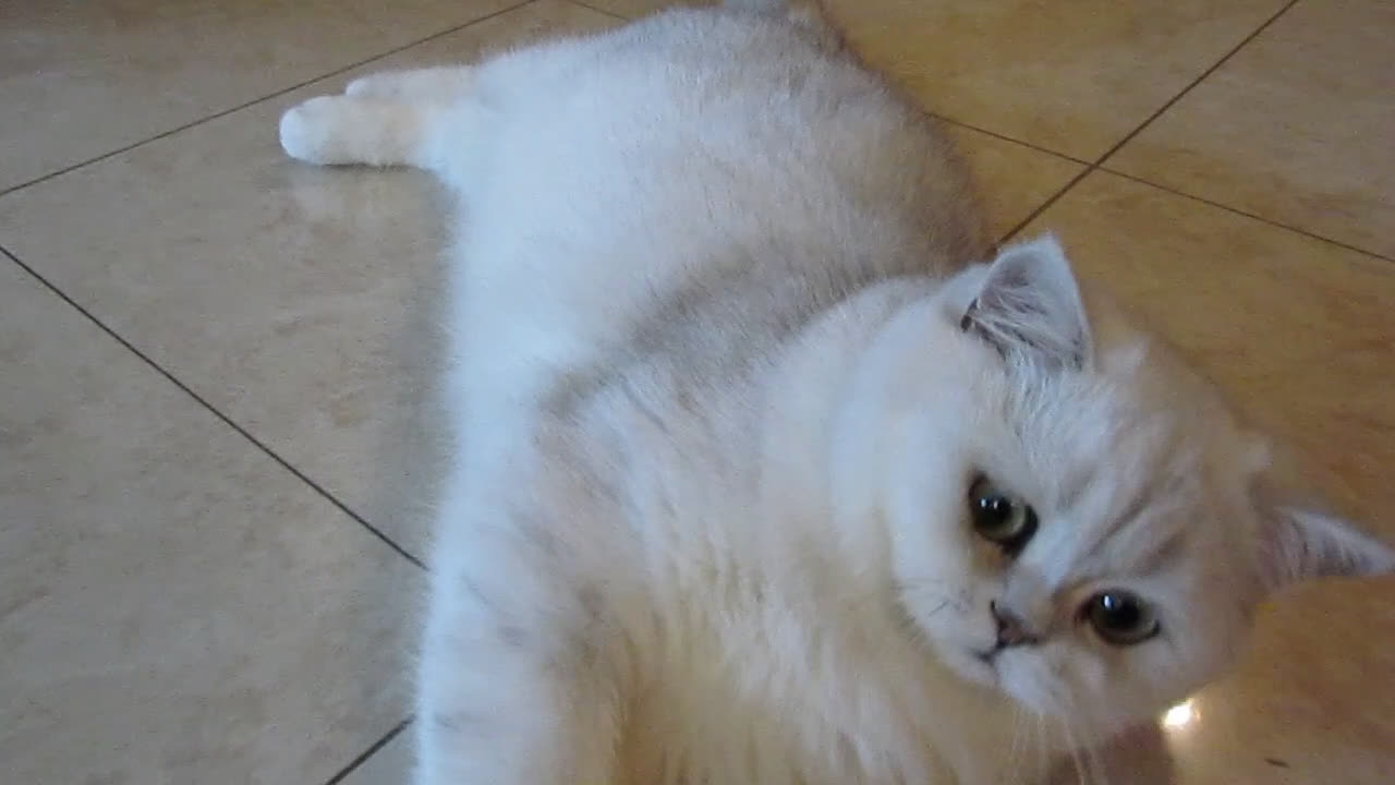 British gatti per accoppiamento: British per accopiamento  a Provincia di Monza e della Brianza - Video 2