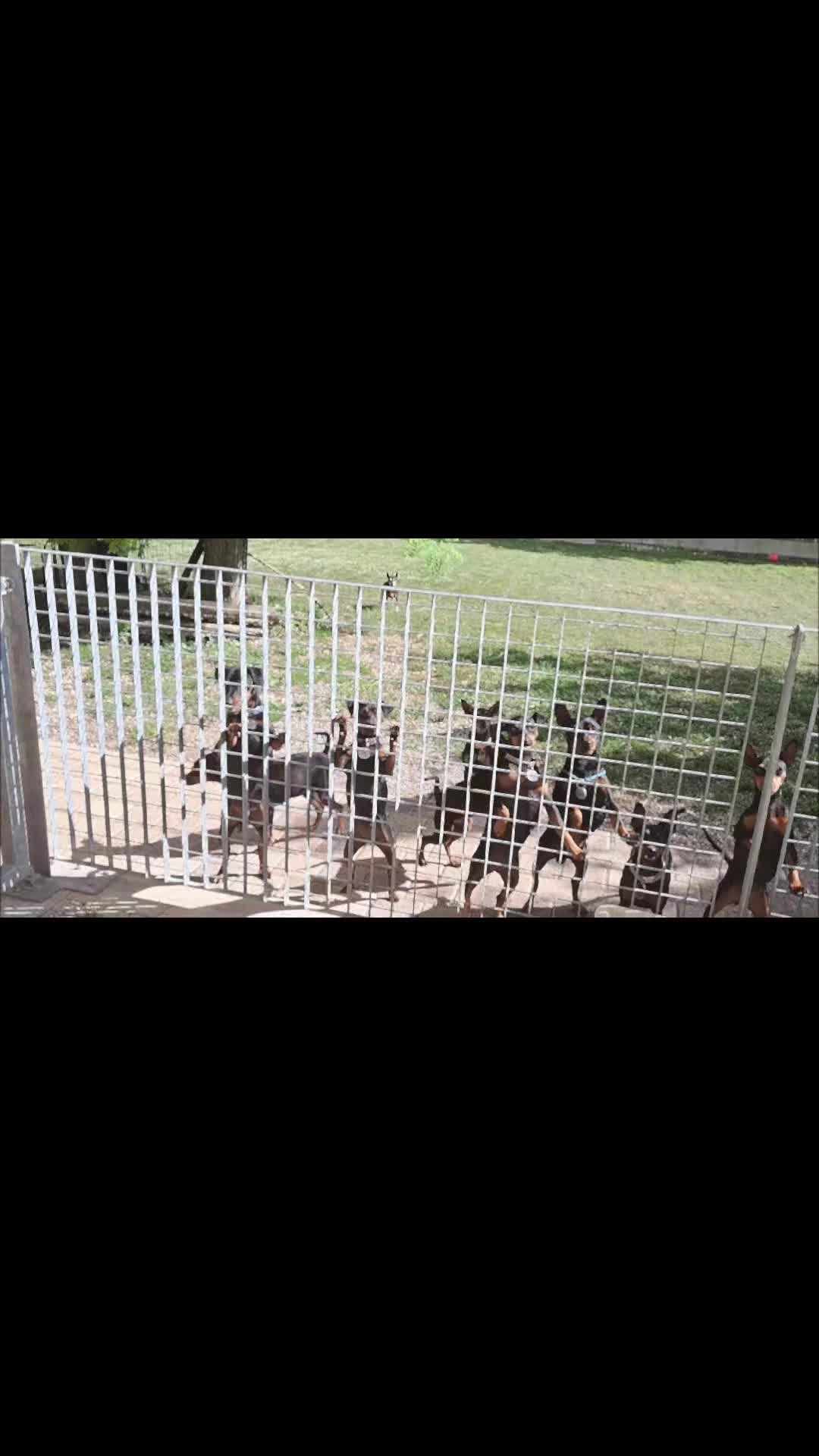 Pinscher Miniatura cani in vendita: Pinscher nano  - Video 1