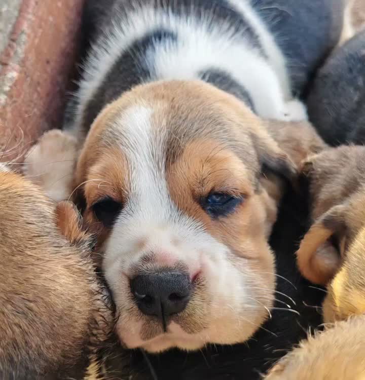 Beagle cani in vendita: Cuccioli di Beagle taglia piccola in standard  a Città metropolitana di Sassari - Video 2