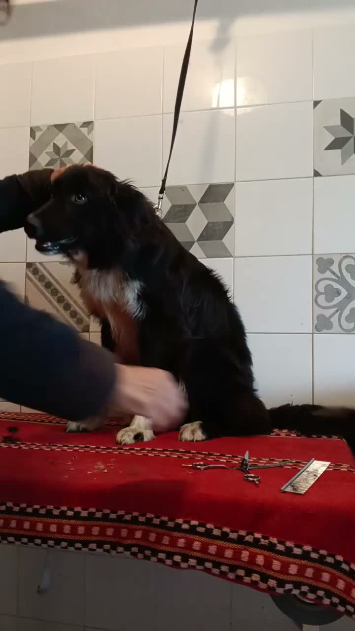 Border Collie cani per accoppiamento: Border collie Disponibile per Monte - Video 1