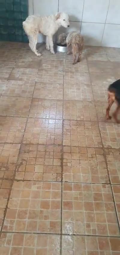 Beagle cani in regalo: Luigi, Beagle Mix in Canile a Catania - Video 1