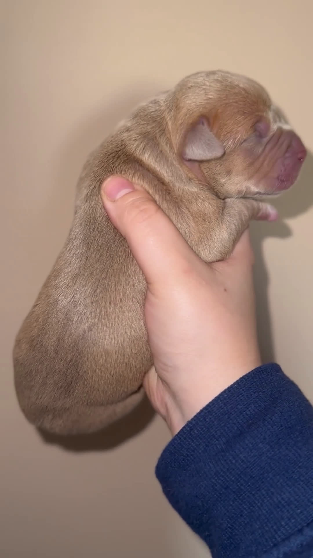 Pitbull cani in vendita: Cuccioli di American Pitbull terrier  a Città Metropolitana di Torino - Video 5