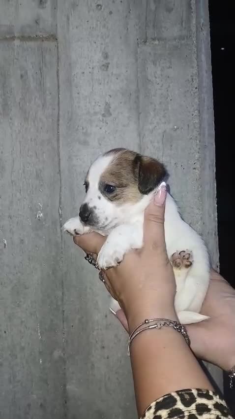 Jack Russell cani in vendita: Cuccioli di Jack russel terrier  - Video 1