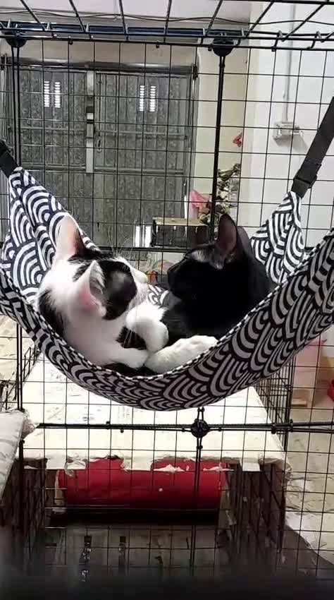 Altre razze gatti in regalo: Gatte cercano casa!!! - Video 1