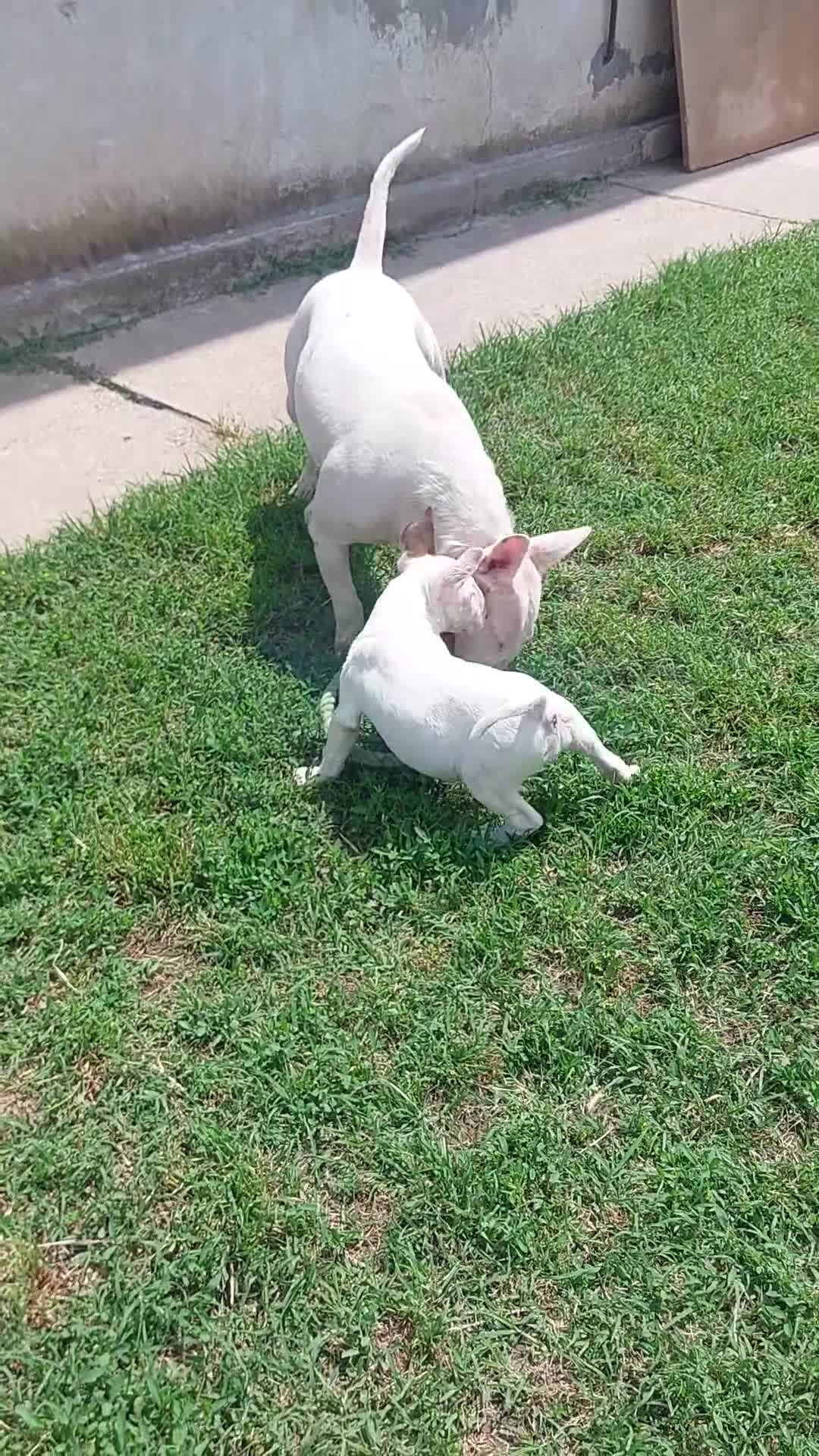 Bull Terrier cani in vendita: Cucciola di bull terrier standard - Video 1