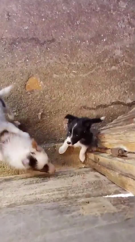 Border Collie cani in vendita: Border collie - Video 1