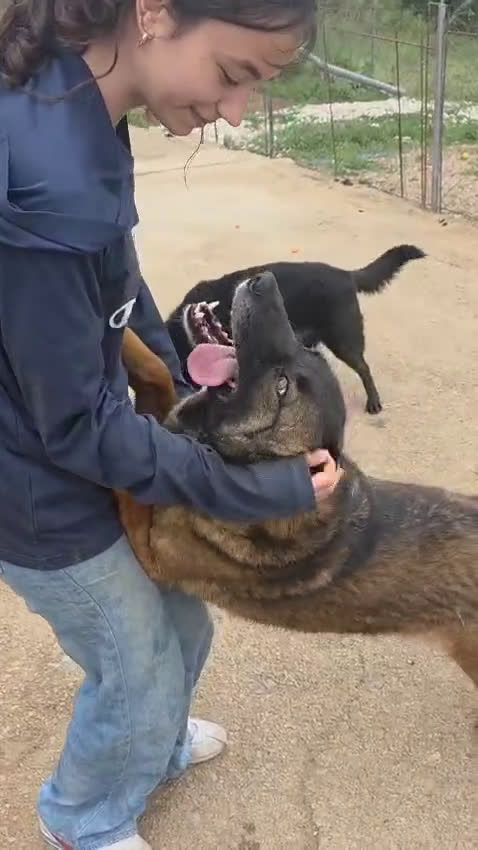 Pastore del Caucaso cani in regalo: Splendida simil Pastore del Caucaso - CARRIE - Video 2