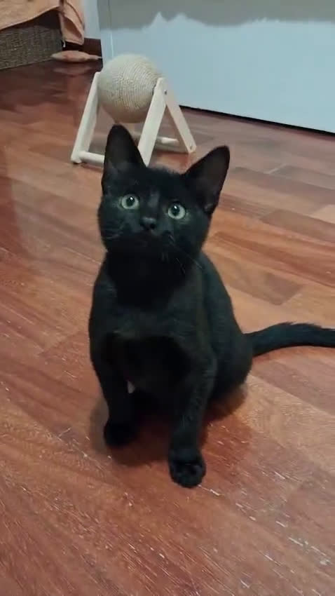 Europeo gatti in regalo: JANET GATTINA DOLCISSIMA DI 45 gg - Video 2