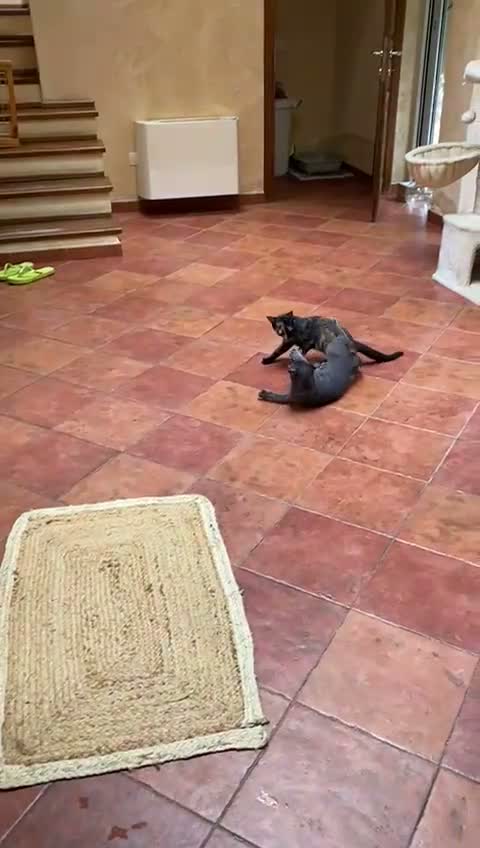 Certosino gatti in regalo: certosino mix - Video 1