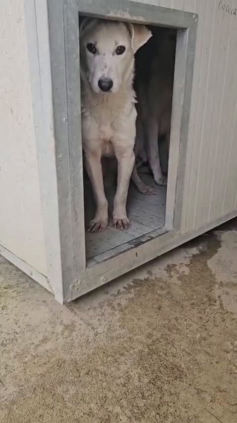 Meticcio cani in regalo: Oipe: docile e socievole. Taglia contenuta  - Video 1
