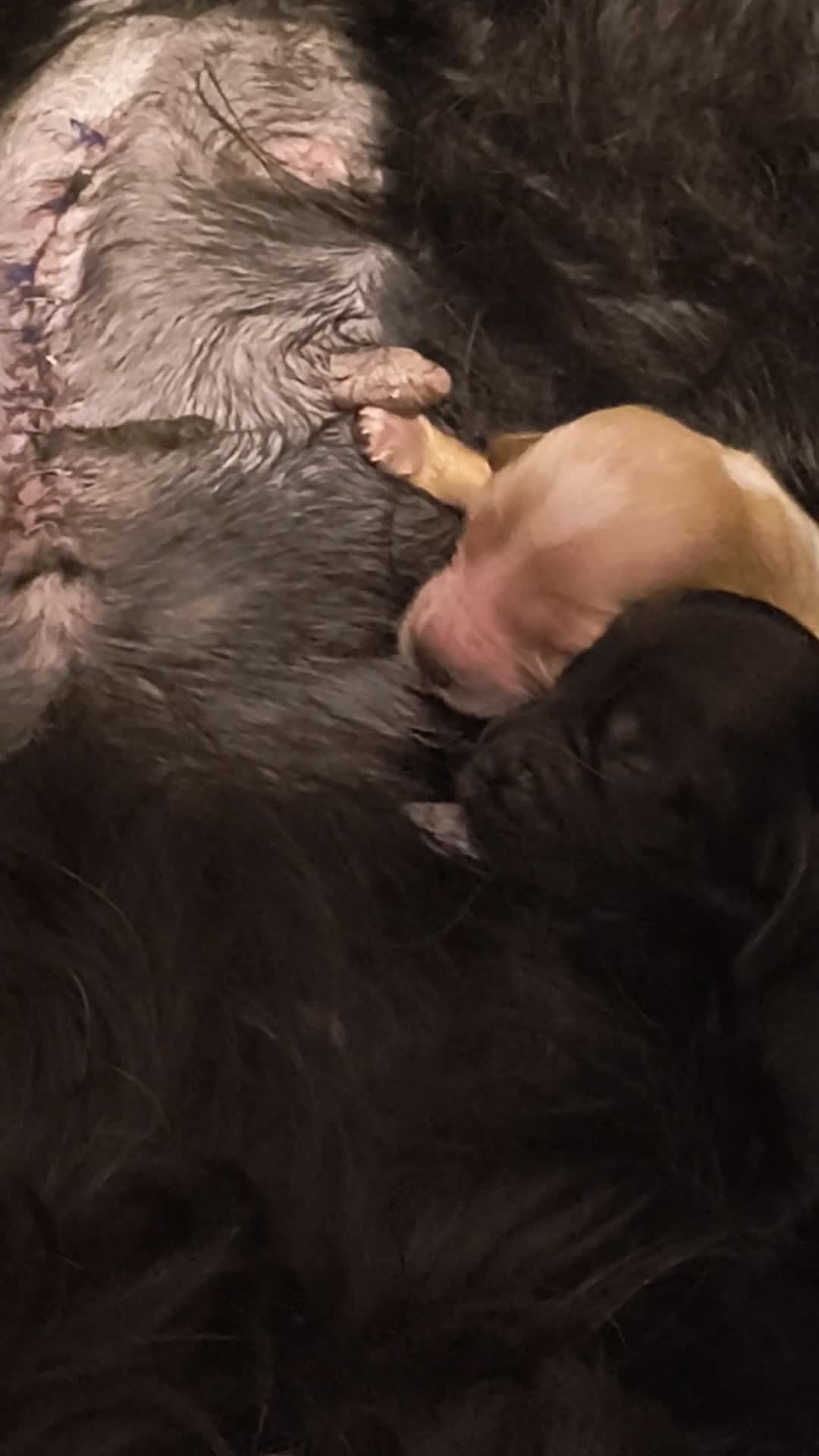 Cocker cani in vendita: Cocker spaniel francini's  - Video 1