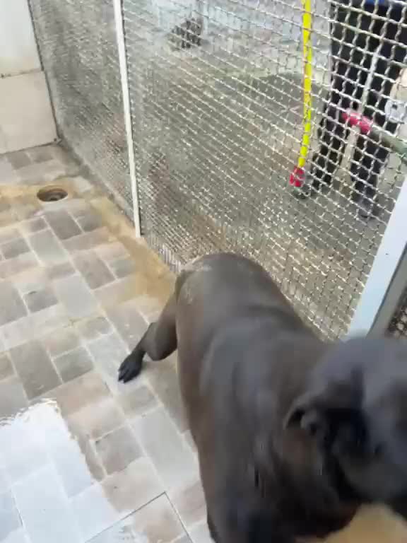 Labrador cani in regalo: Neve, Labrador femmina in Canile - Video 1