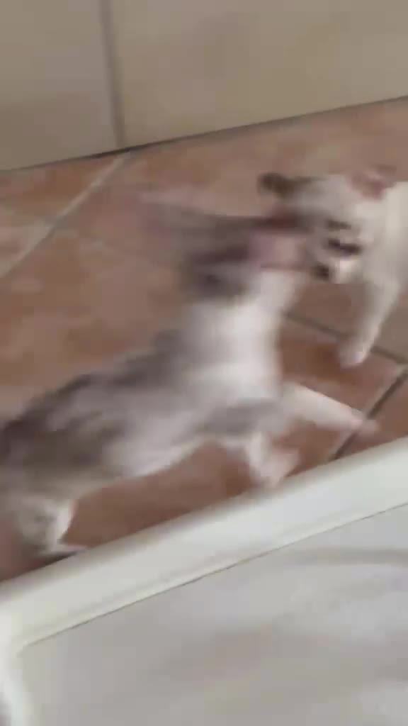 Chihuahua cani in vendita: Cuccioli chihuahua con il manto Arlecchino  a Provincia di Pavia - Video 2