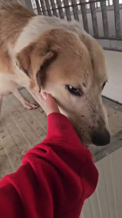 Meticcio cani in regalo: Gerry: equilibrato, docile, socievole  - Video 1