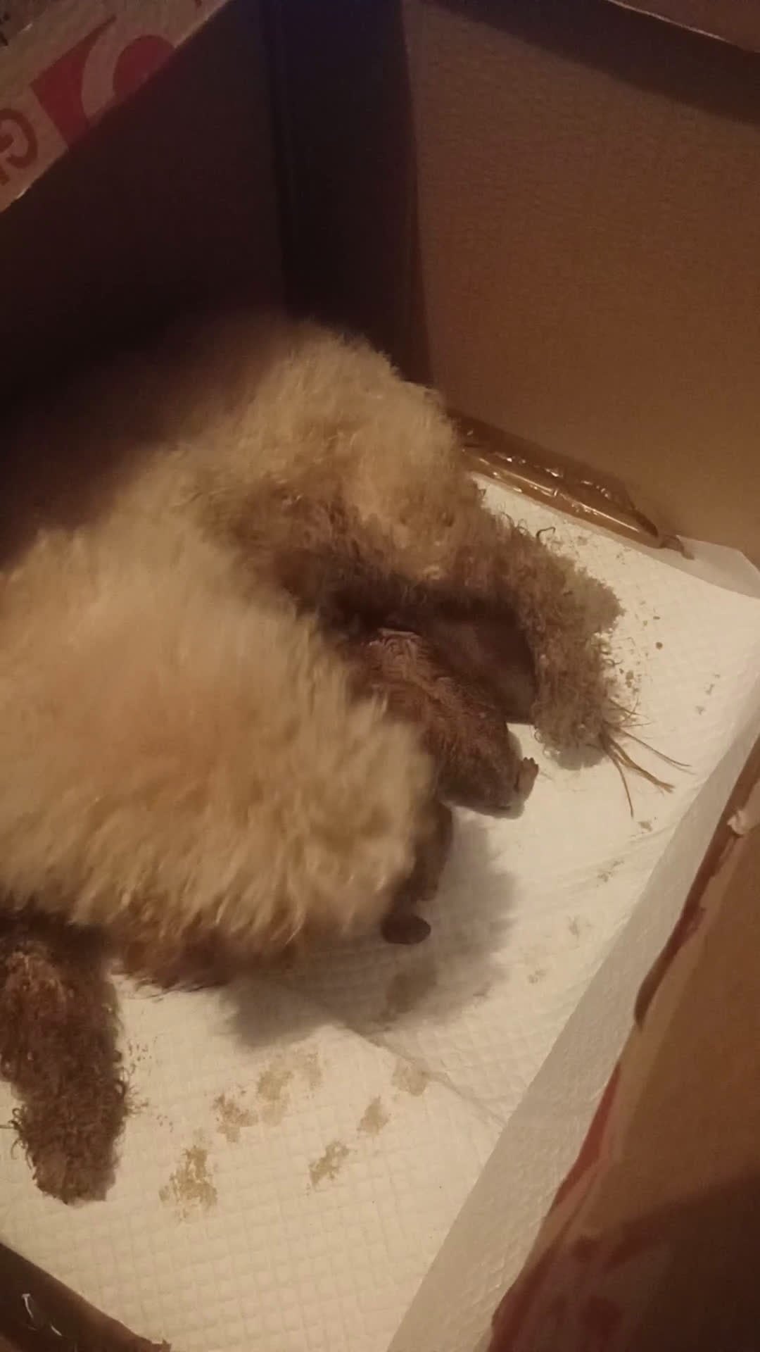 Barboncino Toy cani in vendita: Barboncino toy - Video 2