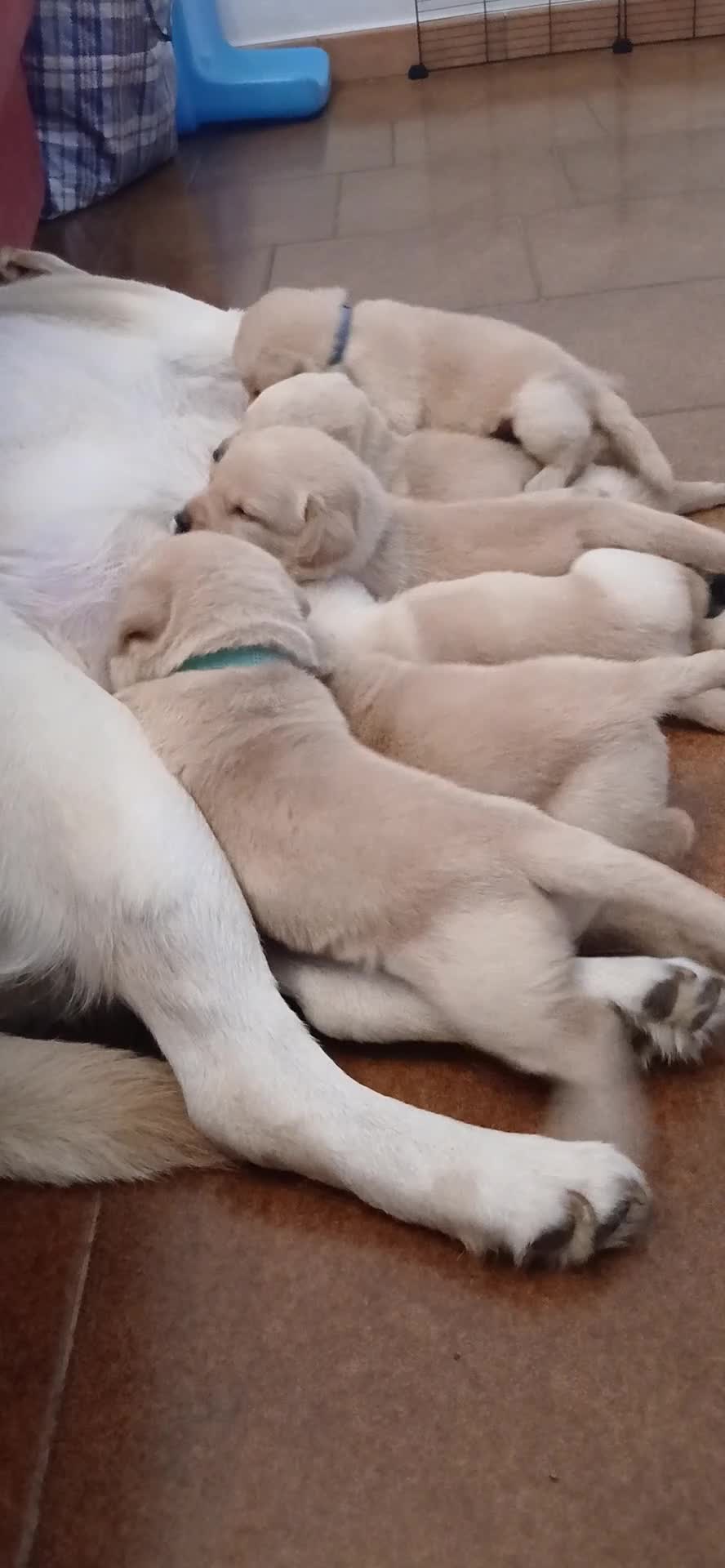 Labrador cani in vendita: Cuccioli di labrador retriever con pedigree - Video 3