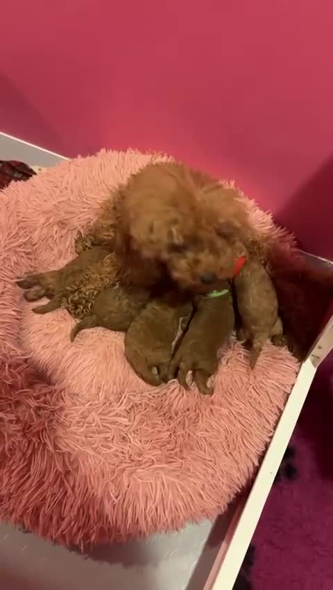 Barboncino cani in vendita: Barboncina Toy  - Video 1
