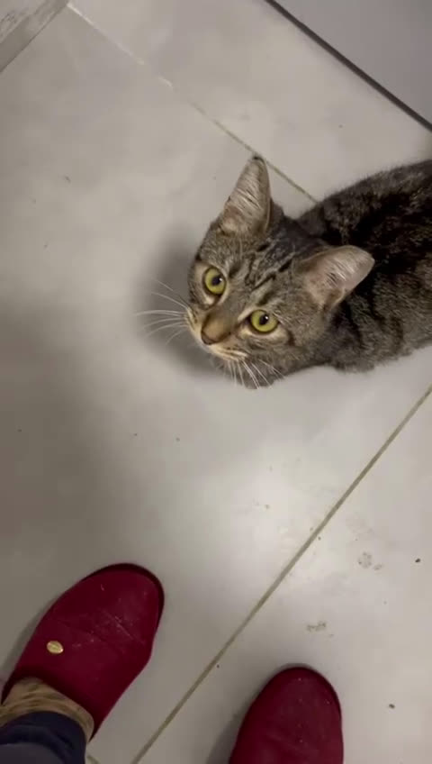 Europeo gatti in regalo: MICETTA SUPER AFFETTUOSA - Video 1