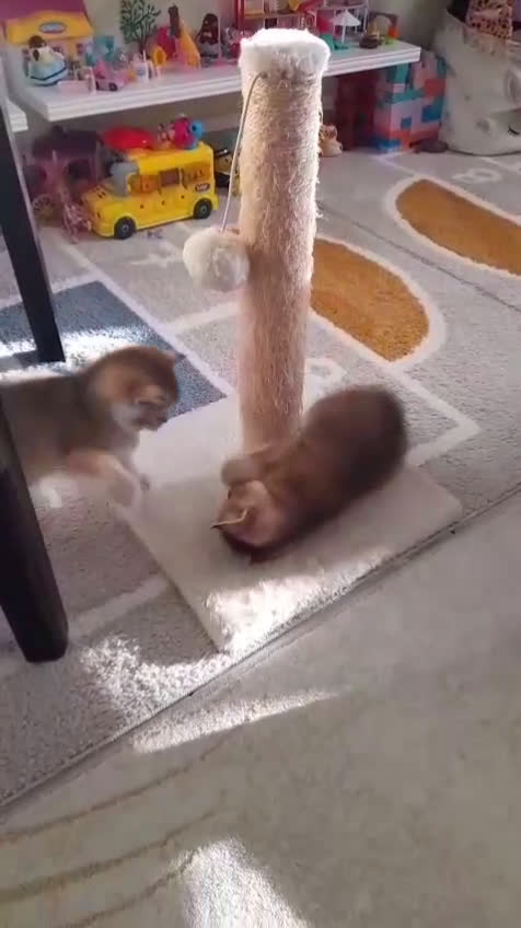 Scottish gatti in vendita: Gattini Scottish Straight - Maschio e Femmina - Video 1