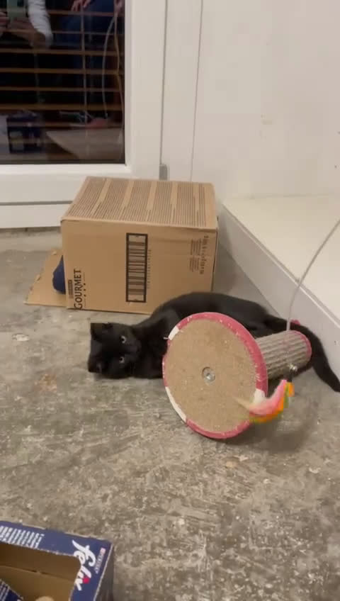 Europeo gatti in regalo: MADAME, bellissima gattina cerca casa! - Video 1