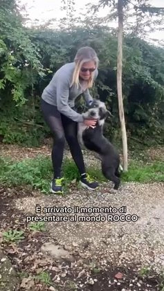 Meticcio cani in regalo: ROCCO 2-3 ANNI BELLO E PIENO DI VITA E' URGENTE  a Città metropolitana di Milano - Video 1