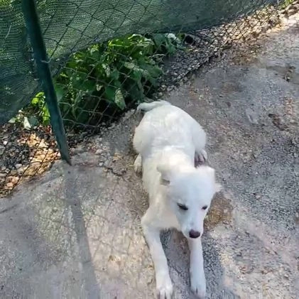 Meticcio cani in regalo: SOS SOS SOS CROSTATINA a Provincia di Forlì-Cesena - Video 1