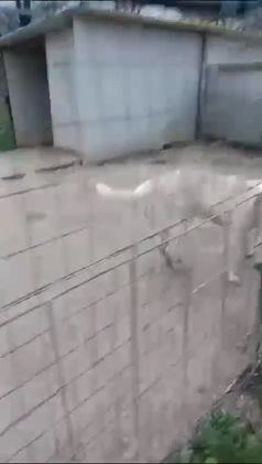 Meticcio cani in regalo: ADOTTA LA TENERISSIMA ZULEIA a Città metropolitana di Roma Capitale - Video 1