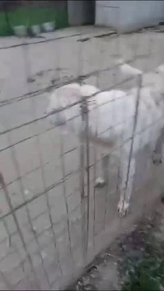Meticcio cani in regalo: ADOTTA LA TENERISSIMA ZULEIA a Città metropolitana di Roma Capitale - Video 2