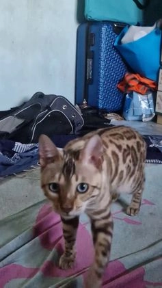 Bengala gatti per accoppiamento: Bengala maschio cerca gatta a Provincia di Lodi - Video 1