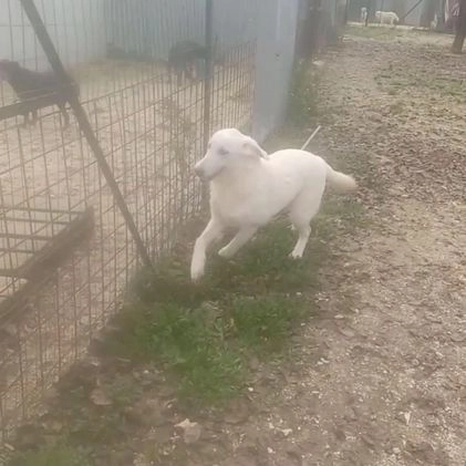Meticcio cani in regalo: LA TENERA ZULEIA a Città metropolitana di Roma Capitale - Video 1