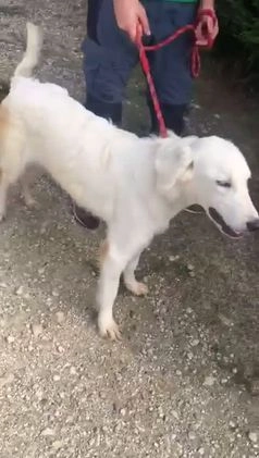 Pastore Maremmano cani in regalo: Dolce principessa! a Provincia di Viterbo - Video 1