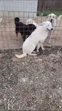 Meticcio cani in regalo: DEMYR CERCA FAMIGLIA a Città Metropolitana di Torino - Video 2