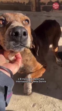 Segugio Maremmano cani in regalo: AIUTO PER SVITOL SEGUGIETTA 5 ANNI STA MEGLIO MA  a Città metropolitana di Milano - Video 1