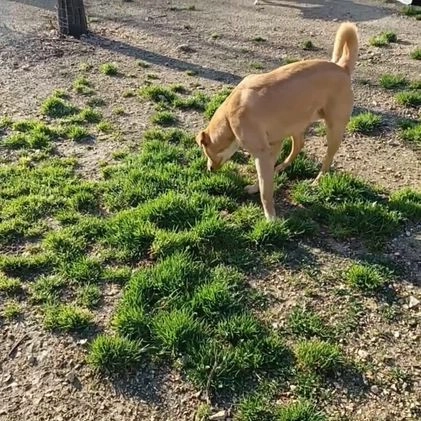 Meticcio cani in regalo: ALBICOCCA e MIRTILLO a Città metropolitana di Roma Capitale - Video 1