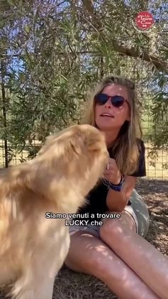 Meticcio cani in regalo: LUCKY-COTONE, IL NOSTRO ANGELO PELOSO, ASPETTA ANC a Città metropolitana di Milano - Video 4