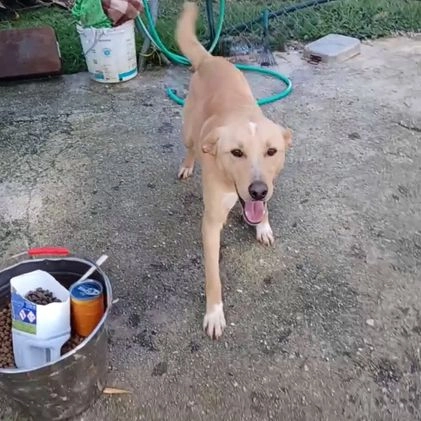 Meticcio cani in regalo: ALBICOCCA E MIRTILLO  a Città metropolitana di Roma Capitale - Video 1