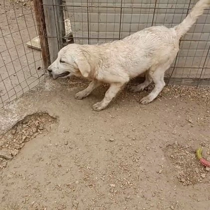 Meticcio cani in regalo: SOS TENERO OSLO a Città Metropolitana di Firenze - Video 1