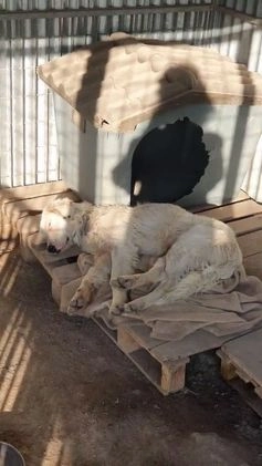 Meticcio cani in regalo: NEVE MIX GOLDEN RETRIEVER ALBINO a Provincia di Avellino - Video 1