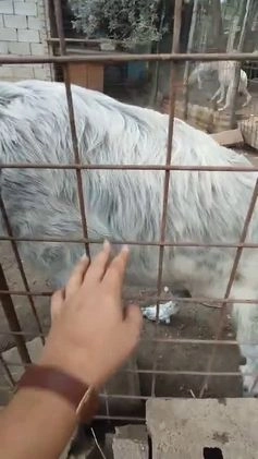 Meticcio cani in regalo: BERNA  a Provincia di Avellino - Video 2