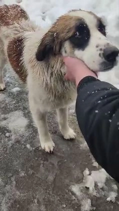 Meticcio cani in regalo: CUCCIOLO METICCIO 6 MESI a Provincia di Avellino - Video 1